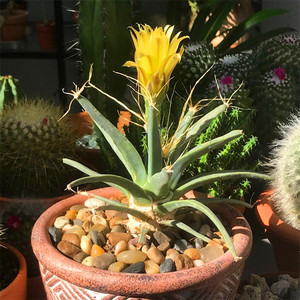 光山仙人球四大名球黄花实生多肉植物新手好养防辐射办公室小盆栽