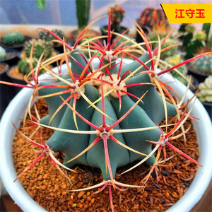 实生龙冠江守玉仙人球 稀有红刺硬刺开花多肉新手好养植物小盆栽