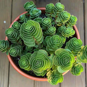 金钱木老桩多肉植物室内花卉盆栽好养肉肉花超大棵u绿植发财树客