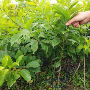 三华李苗树苗早熟