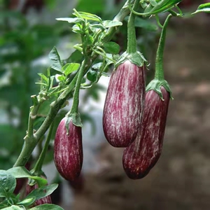 五彩金丝茄种籽竹丝茄彩茄子种子紫茄圆茄长茄线茄面包茄蔬菜籽种