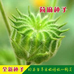 苘麻种子别名青麻子 野棉花子 白麻子种籽茎可做麻绳新种子