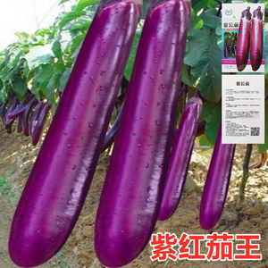 紫红长茄种籽春秋季阳台盆栽蔬菜种孑四季紫茄子种子农家紫茄种子