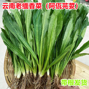 新鲜老缅香菜阿佤芫荽云南特产临沧耿马傣佤民族调料现挖去腥香菜