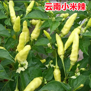 新鲜小米辣产品的详细参数,实时报价,价格行情,优质批发/供应等信息