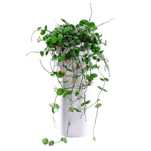 玉荷包盆栽垂吊爬藤攀爬植物绿y植好养美观耐热耐旱花卉精致小盆