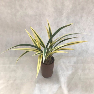 花p色兰喜中开鹤品艺瓷线透墨花i兰铭庆白好艺松图兰