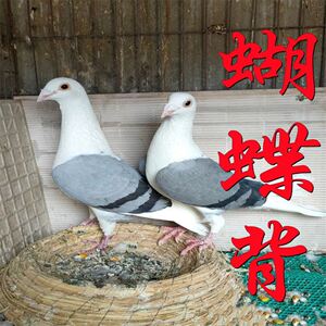 蝴蝶背信鸽观赏鸽彩背鸽子赛鸽活体蝴蝶花种鸽异色鸽子一对包邮,1