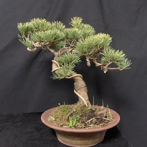 大阪五针松盆景 短针松柏造型盆栽那须 四季常青植物 阳台庭院