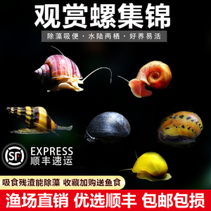 观赏螺清洁除藻工具螺苹果螺黑金刚彩蛋螺神秘黄金斑马洋葱活体螺