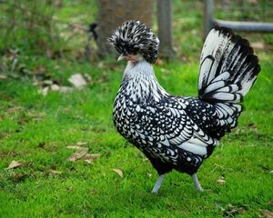 新品波兰帽子鸡种蛋波兰帽子宠物鸡观赏鸡可孵化受精种蛋包受精率