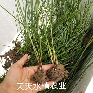 新鲜马蹄种子马蹄苗耐高溫水生植物高产马蹄荸荠种苗四季播种蔬菜