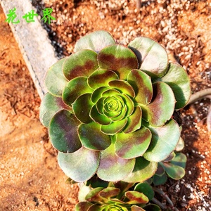 新品新品圆叶灰法师多肉植物一拍一物盆栽绿植老n桩多头p大单头独