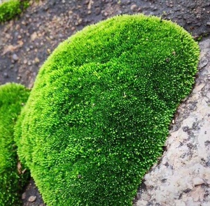 鲜活朵朵藓z新鲜多种苔癣上水石植物假山草吸水石青盆景花盆铺面
