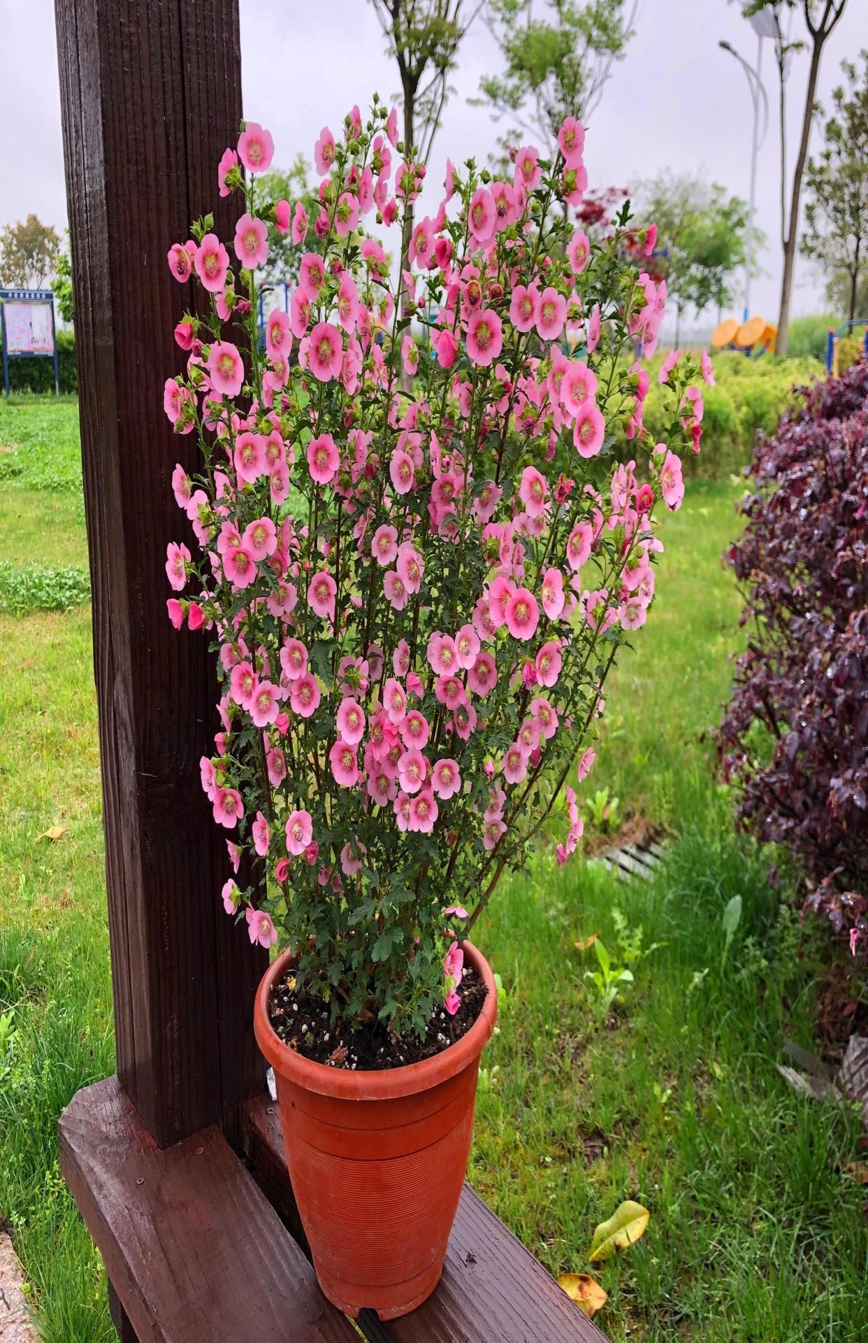 新品新品小木槿花苗p盆栽阳台庭院花叶木本花卉植物木槿芙蓉盆y栽