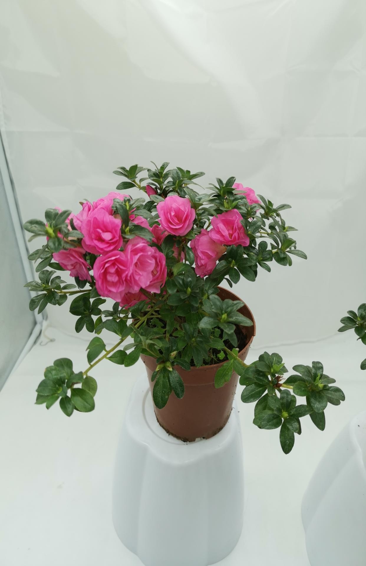 小玫瑰盆栽杜鹃花