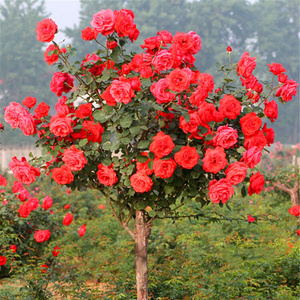 22红花绯扇棒棒糖树状月季花树q苗大花玫瑰四季阳台庭院浓香树桩