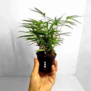 22玲珑竹四v国矮竹世界上醉小竹子室内绿植迷你小竹子苗竹盆栽景