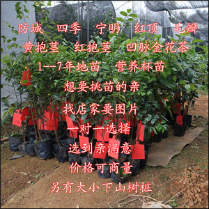 22金花茶树苗金花茶苗广西防城普毛瓣凹显脉崇左四季金茶花v树苗