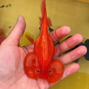 丹顶活鱼冷水鱼好养易活红狮花狮金鱼红黑龙睛大眼丹顶蝶尾珍珠
