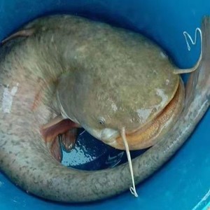 大口凶猛苗南方正宗大口凶猛河鲶土凶猛六须鲶胡子鲶鲶鱼凶猛活