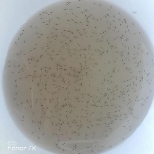 罗氏沼虾苗  幼苗 鱼苗好养耐活 淡水 养殖 南虾苗 饲料