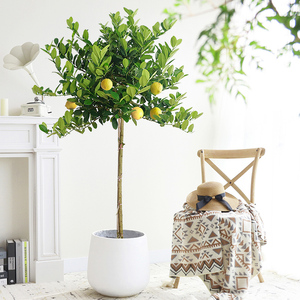 柠檬树带盆