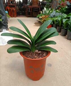 青岛君子兰盆栽室内开花植物老l苗四季带花苞大苗花卉同城免费送