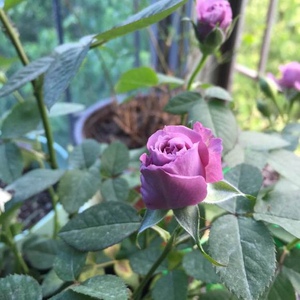 盆栽非常容易炫耀四季月季微月阳台勤花不含o盆新品多头拉米月季