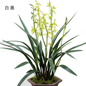 k1本草2花卉白墨-非常容易份经c典浓墨香兰带花苞盆栽兰花好不含