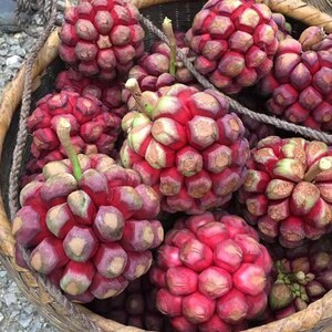 大血藤野生果新鲜