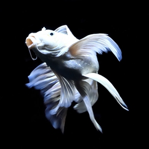 蝴蝶鲤鱼苗台湾纯种狮子头冷水鱼短身球体长尾大鳍风水鱼石膏白