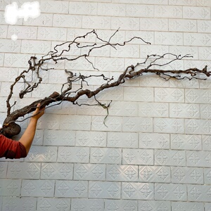 干花干树支天然