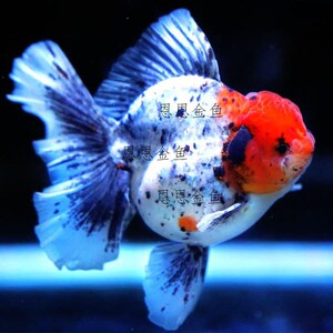 精品泰狮金鱼观赏鱼五花泰狮樱花活体鱼苗冷水鱼f1百褶狮子头