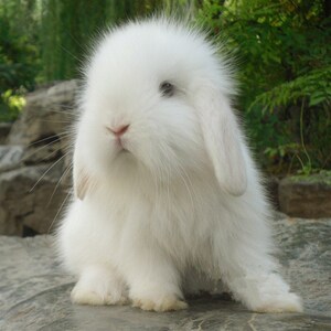 宠物兔子活体紫灰色垂耳兔盖脸猫猫兔纯种长不s大迷你侏儒兔活体