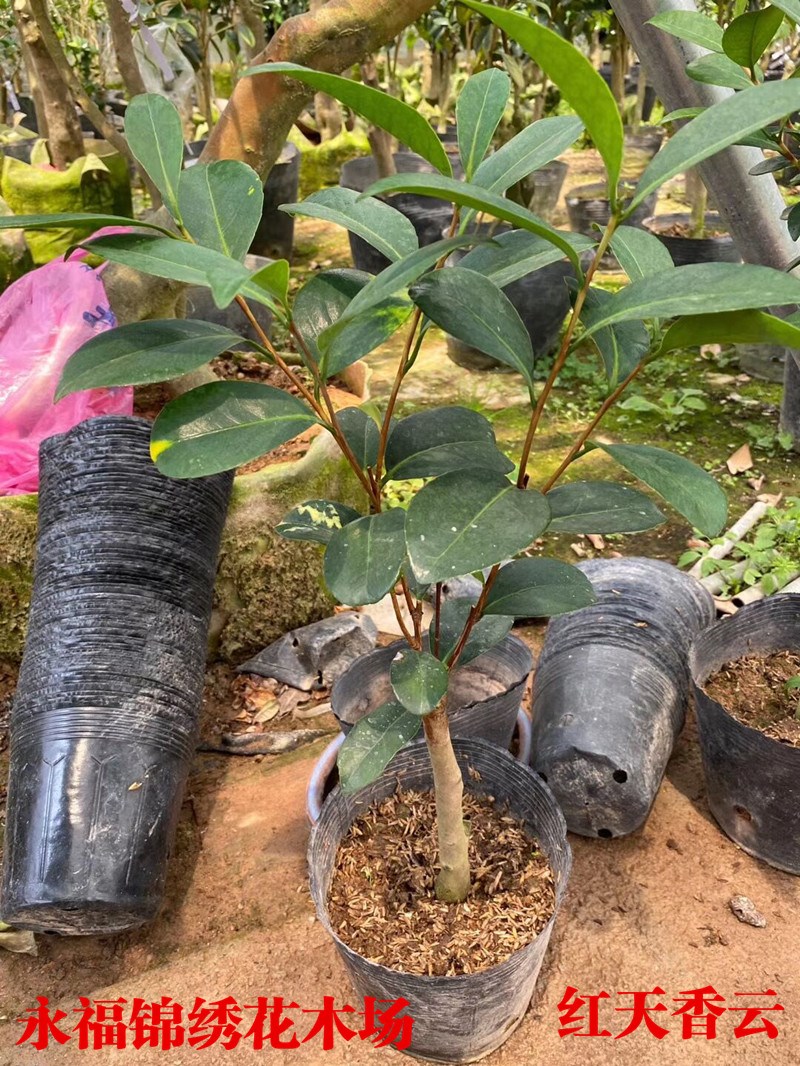 新品红天香云红屋积香重瓣四季杜鹃红山茶花系列新品m种开花不断