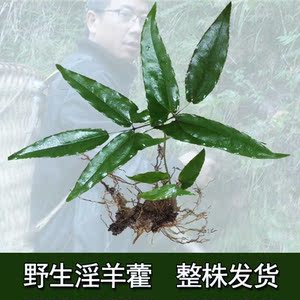 野生淫羊藿苗