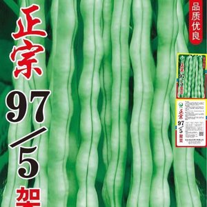 摘不败精品97-5架豆王种子高产早中熟四季豆角种子春秋播蔬菜种子