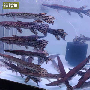 福鳄雀鳝鳄鱼活体尖嘴鳄长嘴鳄鱼火箭大型凶猛观赏鱼宠物包邮包活