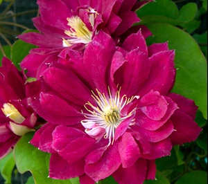 铁线莲红星阳台盆栽庭院爬藤植物花卉耐热丰花绿植.