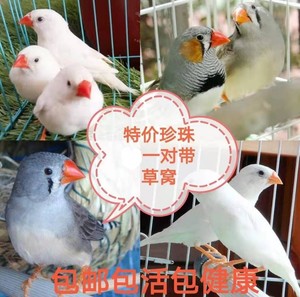 珍珠鸟活物小型珍珠幼鸟宠物鸟白文七彩文鸟手养亲人公母可繁殖