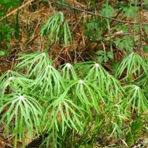 东北兔儿伞种子野生中草药植物种苗新奇家庭园艺花卉观赏种植盆栽