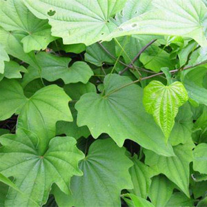 野生穿山龙中草药植物东北地龙骨穿地龙种子树苗南北方庭院观赏