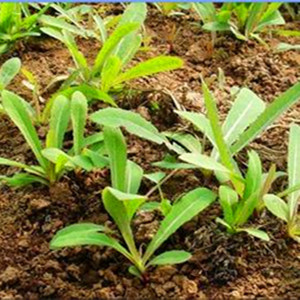 东北野生天然曲麻菜种子山野菜苦麻菜南北方庭院盆栽四季易活