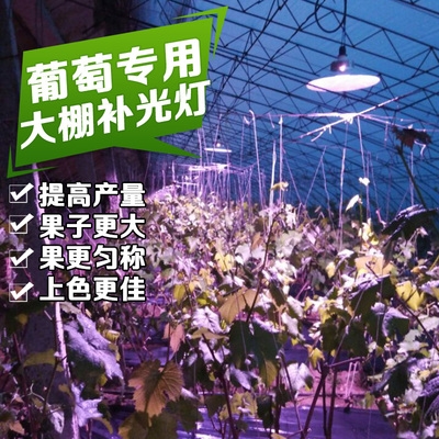大棚育苗补光灯果蔬
