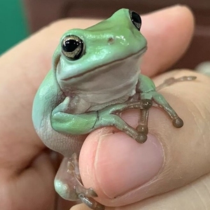 【姥爷树蛙饲养】姥爷树蛙饲养品牌,价格 - 阿里巴巴