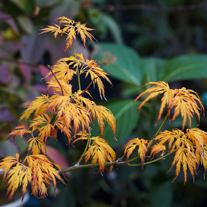 日本枫树青龙羽毛枫seiryu耐阴红枫小乔木日式庭院花园盆景盆栽
