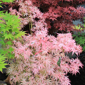 日本枫树歌姬进口名贵枫树种进口庭院花园植物树苗室内盆栽盆景