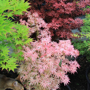 红枫树苗日本庭院枫树盆栽约旦金隐泰勒流泉袖锦歌姬枫树苗盆景枫