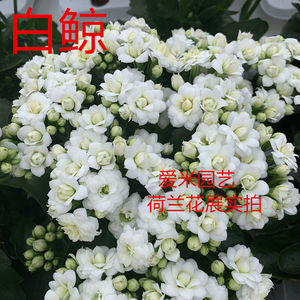 长寿花重瓣彩妙新品雅致系列-白鲸-美人鱼-独角兽-海豚白鲸(雪鸢